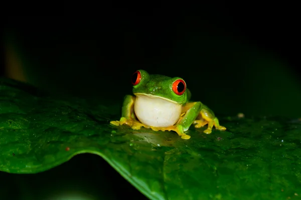 Red eyes tree frog — Stock Photo, Image