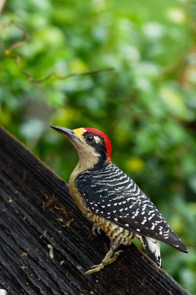 Hitam - burung pelatuk pipi — Stok Foto