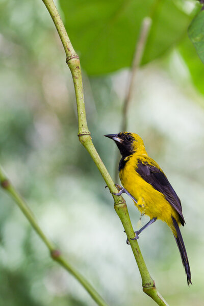 Желтый - Хвостовой Ориоле
