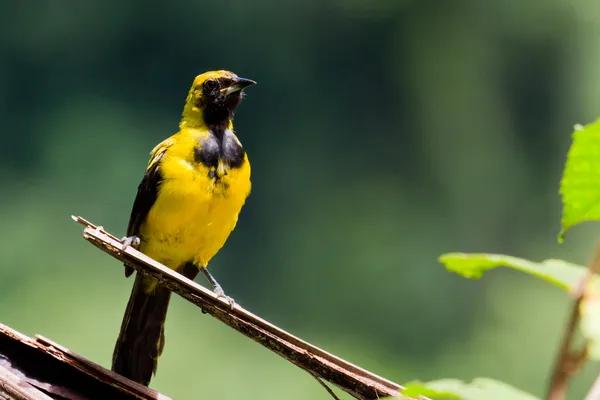 Amarelo - Oriole cauda — Fotografia de Stock