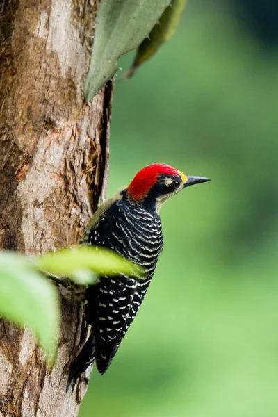 Pájaro carpintero negro con mejillas —  Fotos de Stock