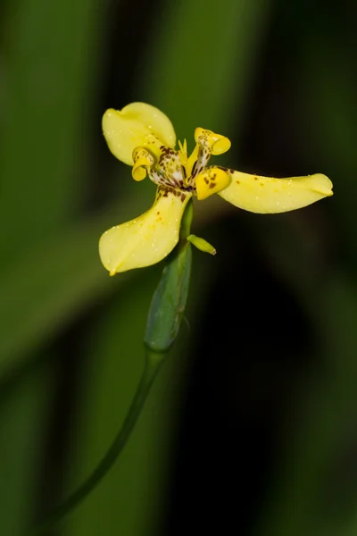 Orquídeas de Belice — Foto de Stock