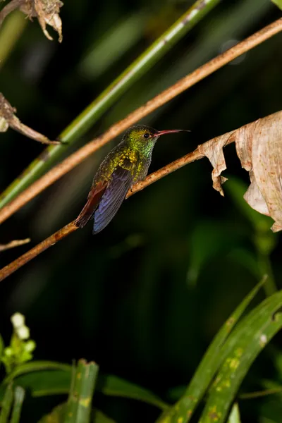 Uccello canticchiante — Foto Stock