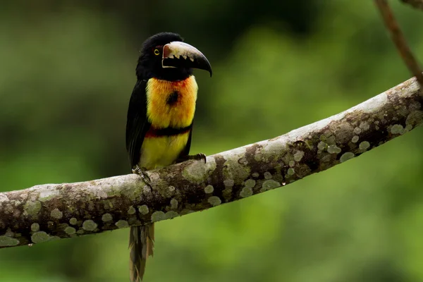 Aracari、 巨嘴鸟 — 图库照片