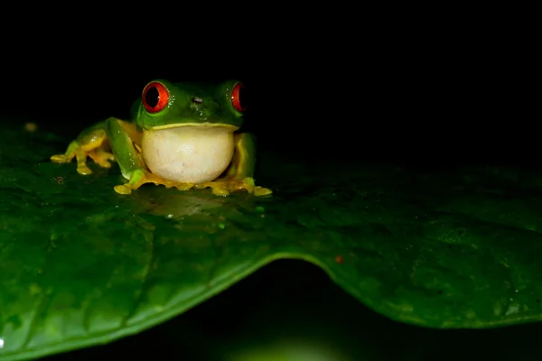 Yeux rouges grenouille des arbres — Photo