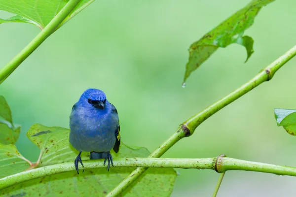 Blue tanager — Stock Photo, Image