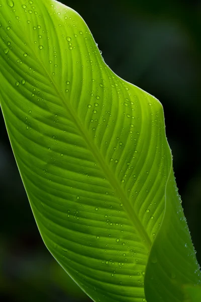 Зелений palm leaf — стокове фото