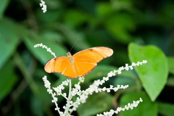 Orange Butterfly — Stock Photo, Image