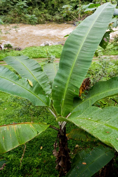 香蕉植物 — 图库照片