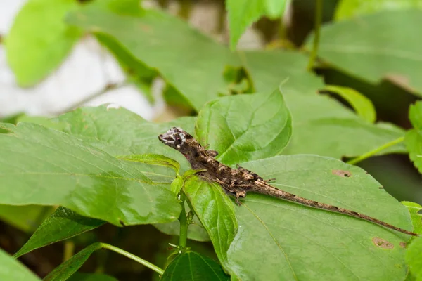 Șopârlă în pădurea tropicală — Fotografie, imagine de stoc