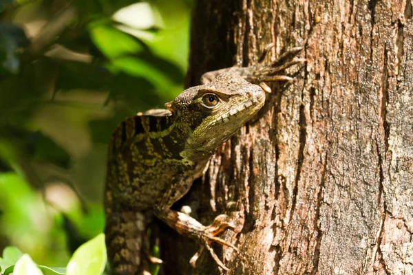 Lagarto árbol —  Fotos de Stock