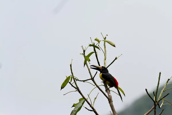 Aracari、 巨嘴鸟 — 图库照片