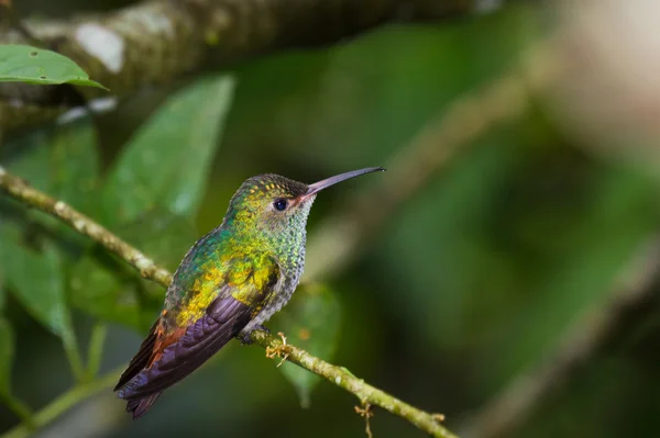 Rufous tailed hummingbird — Stock Photo, Image