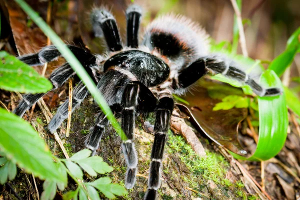 Tarantula Obraz Stockowy