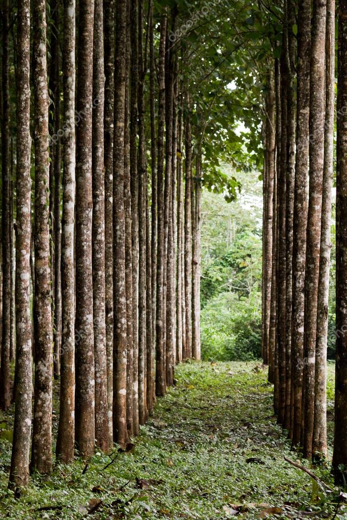 Teak Plantation Stock Photo Wollertz 37151129 teak-plantation-stock-photo-wollertz-37151129
