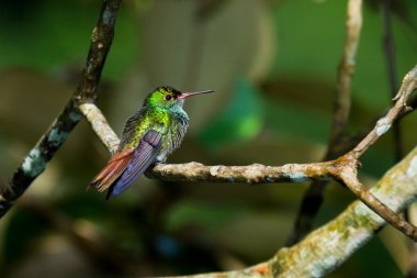 Kızılca kuyruklu sinek kuşu