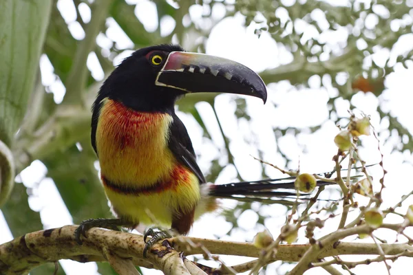 Aracari Toucan — Stok fotoğraf
