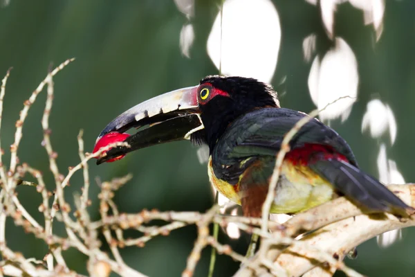 Aracari 巨嘴鸟 — 图库照片