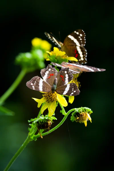 Gestreepte peacock vlinder — Stockfoto