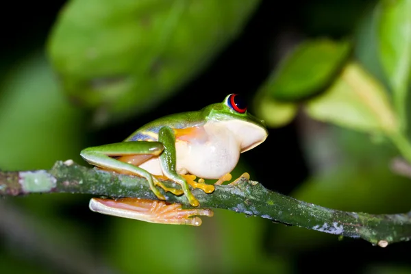 Rana arborícola de ojos rojos — Foto de Stock