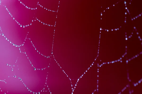 Natte spinnenweb — Stockfoto