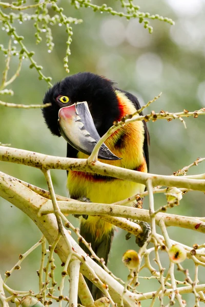 Tukan aracari — Zdjęcie stockowe