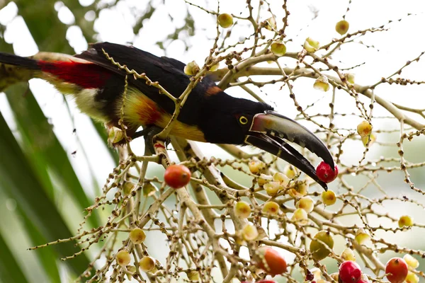 Aracari tucano — Fotografia de Stock