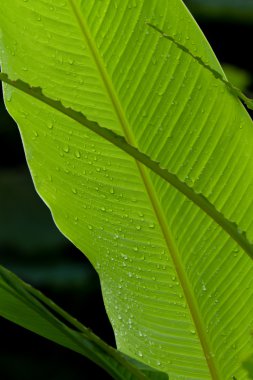 Yeşil palmiye yaprağı