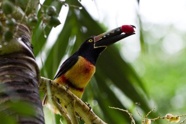 Aracari Toucan