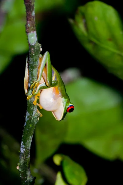 Rotäugiger Laubfrosch — Stockfoto