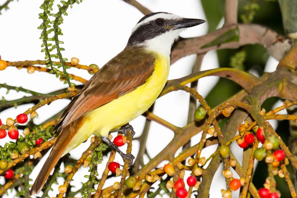 Μεγάλη kiskadee — Φωτογραφία Αρχείου