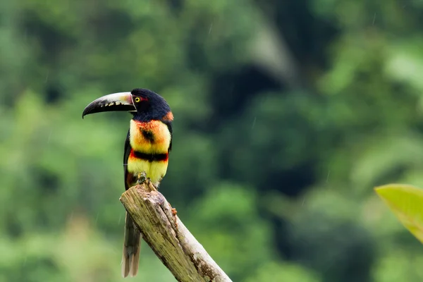 Aracari, tukan — Stockfoto