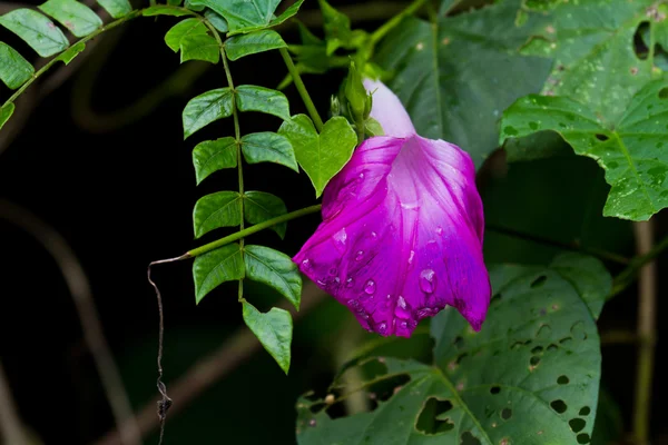 牵牛花 — 图库照片