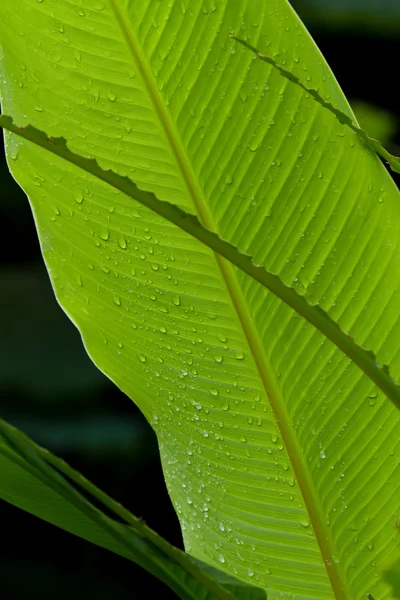 Зеленый пальмовый лист — стоковое фото