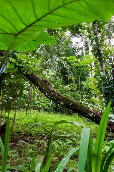 Vegetación densa — Foto de Stock