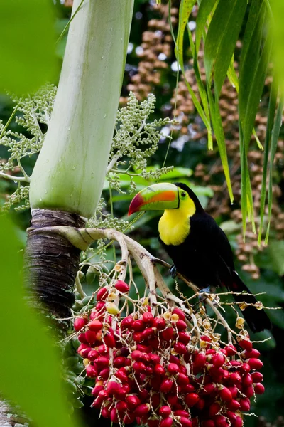 Kiel gefactureerd toucan — Stockfoto