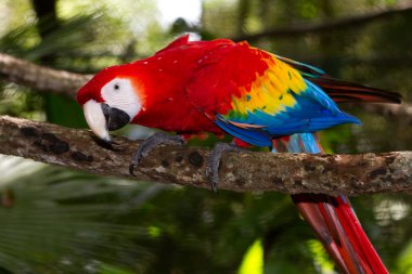 scarlet macaw clipart