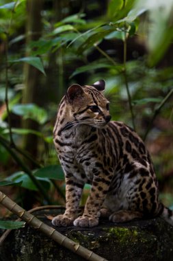 ocelot yakın çekim