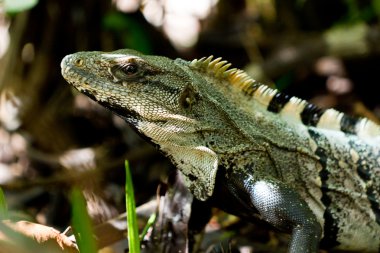 iguana yakın çekim