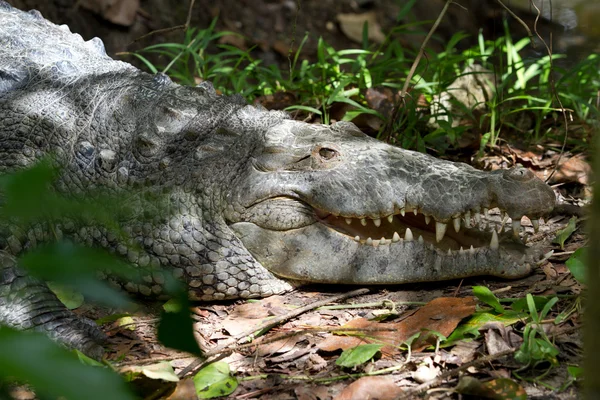 Trópusi aligátor — Stock Fotó