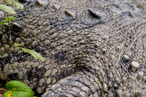 Tropiska alligator — Stockfoto