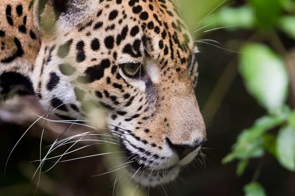 Jaguar da vicino — Foto Stock