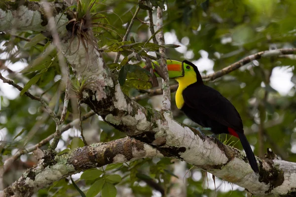 Quille facturé Toucan — Photo