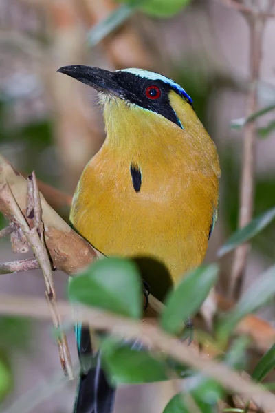 Blå krönt motmot — Stockfoto