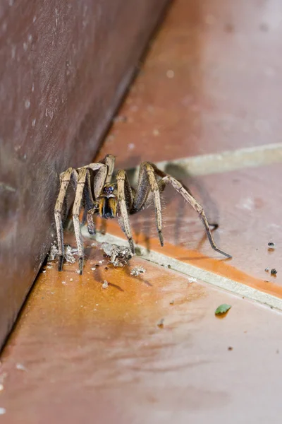 Araña grande — Foto de Stock