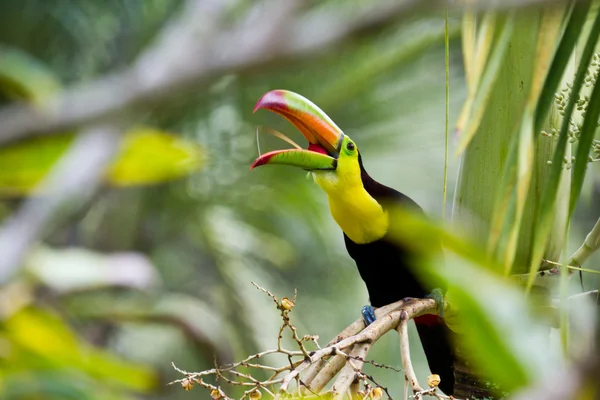 Keel billed toucan — Stock Photo, Image