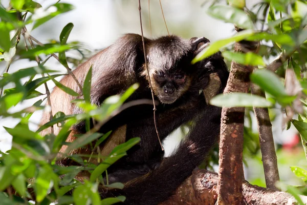 Spider Monkey — Stockfoto