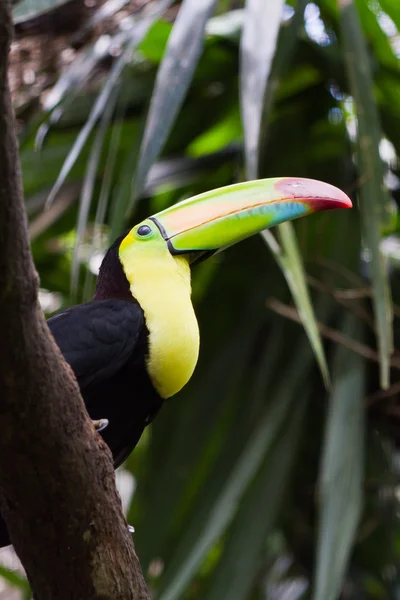 Keel billed toucan — Stock Photo, Image