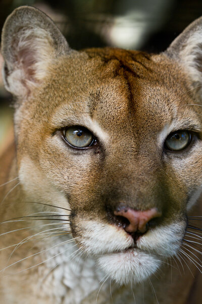 Cougar close up