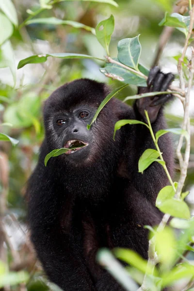 Macaco-uivo — Fotografia de Stock